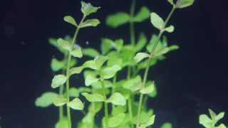 Thumbnail of post image 017